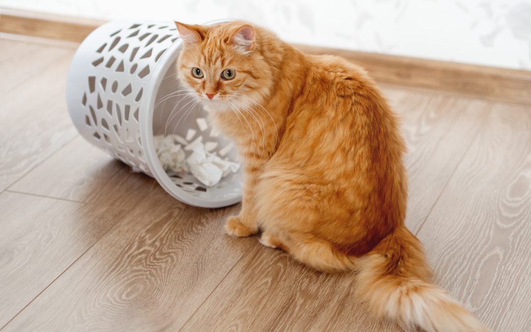 Pet Safety in the Home: Essential Supplies to Childproof Your Space