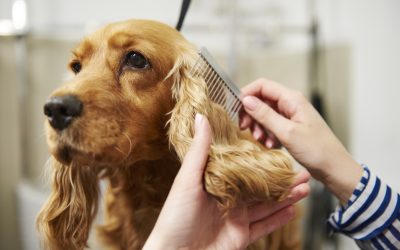 Pet Grooming at Home: The Right Tools and Techniques for a Happy Pet