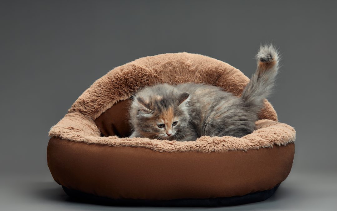 The Ultimate Guide to Pet Beds: Finding the Perfect Resting Spot for Your Pet