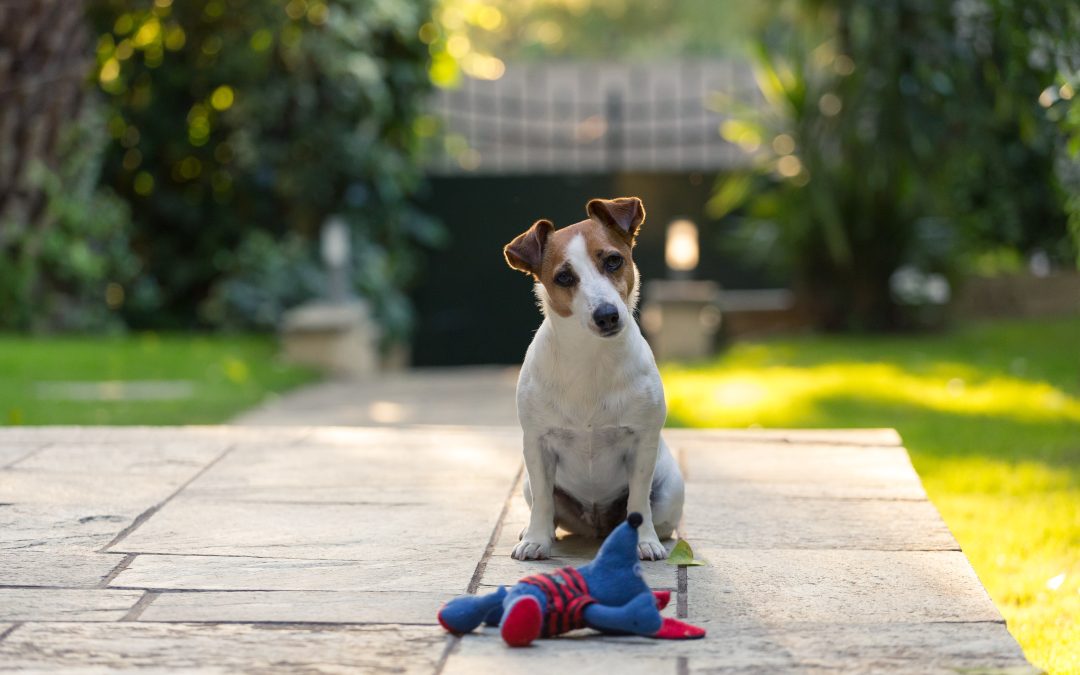 Indoor Pet Playtime: Interactive Toys and Supplies for Enrichment