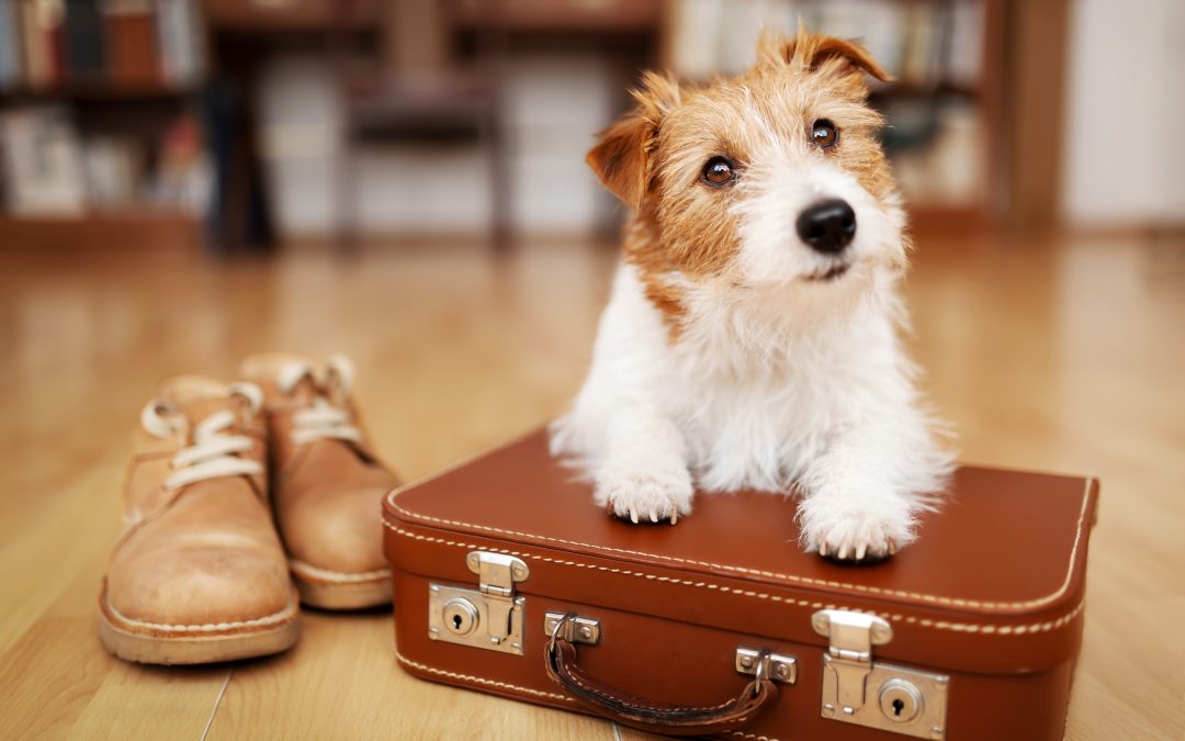 Pet-Friendly Travel: Tips for Adventurous Pet Owners