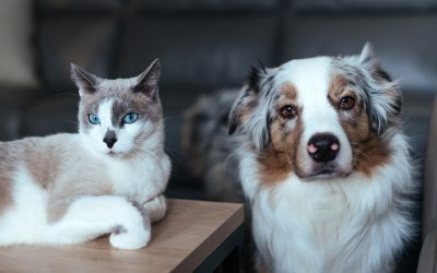 Tailored Nourishment: Understanding the Dietary Divergence Between Dogs and Cats